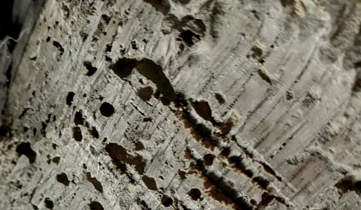 Détail d’un bois présentant des galeries et des cavités