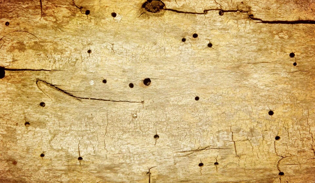 Surface de bois ancienne portant des trous, des fissures et des différences de matière