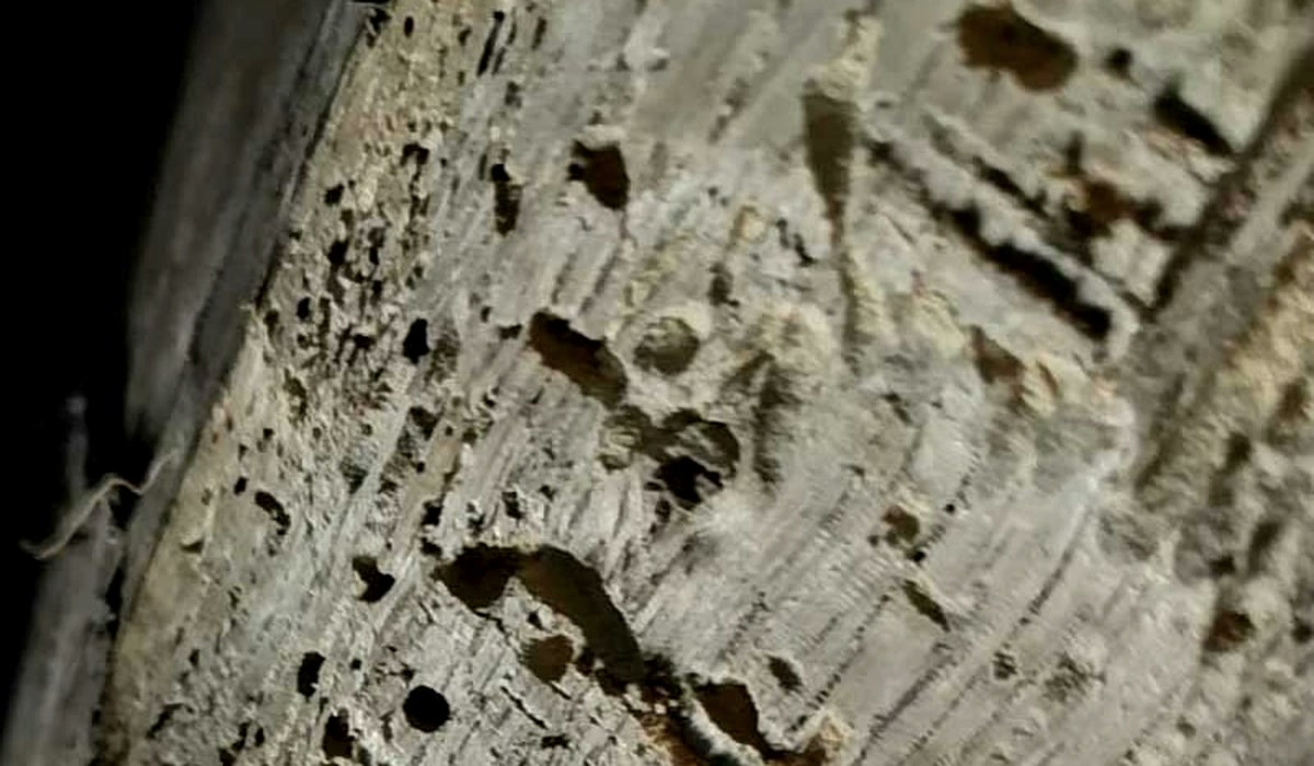 Bois ancien présentant de nombreuses cavités et une perte de matière