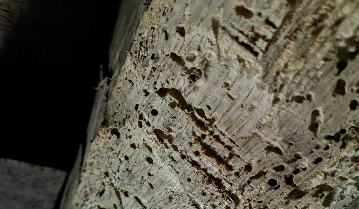 Bois ancien marqué par de nombreux trous avant vérification de leur origine